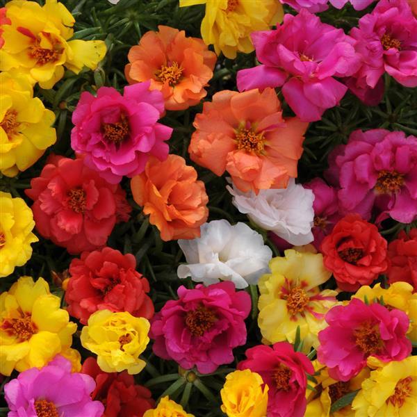 HYB - Portulaca Happy Trails Series 100 Sds( PanAm)