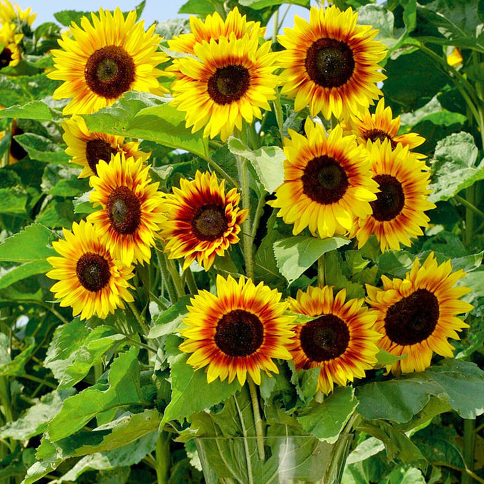 HYB - Sunflower Pot Plant 10 Sds (PanAm )