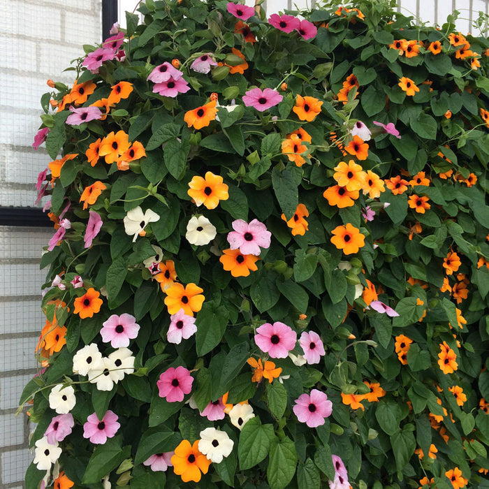 HYB - Thunbergia F1 Hyb Susie Series 10 Sds (PanAm)