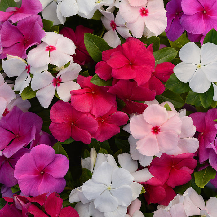 Hyb - Vinca New Day F1 Series 50Sds ( PanAm )