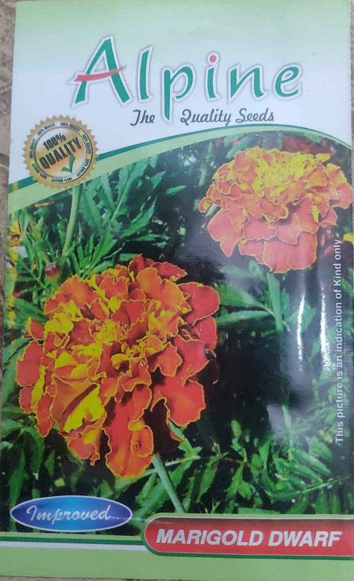 Marigold dwarf... Alpine