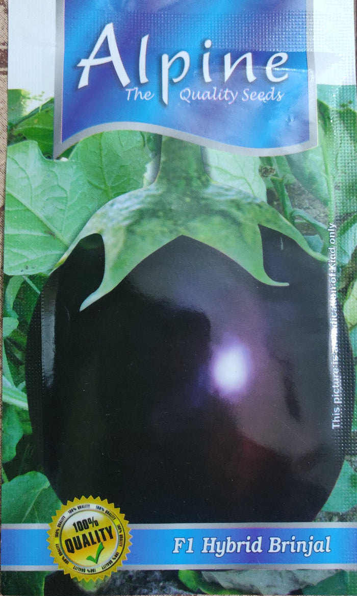 Brinjal Purple