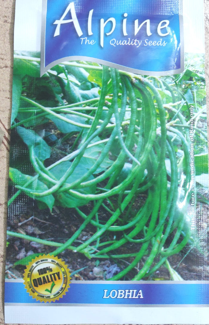 Lobhia  ALPINE