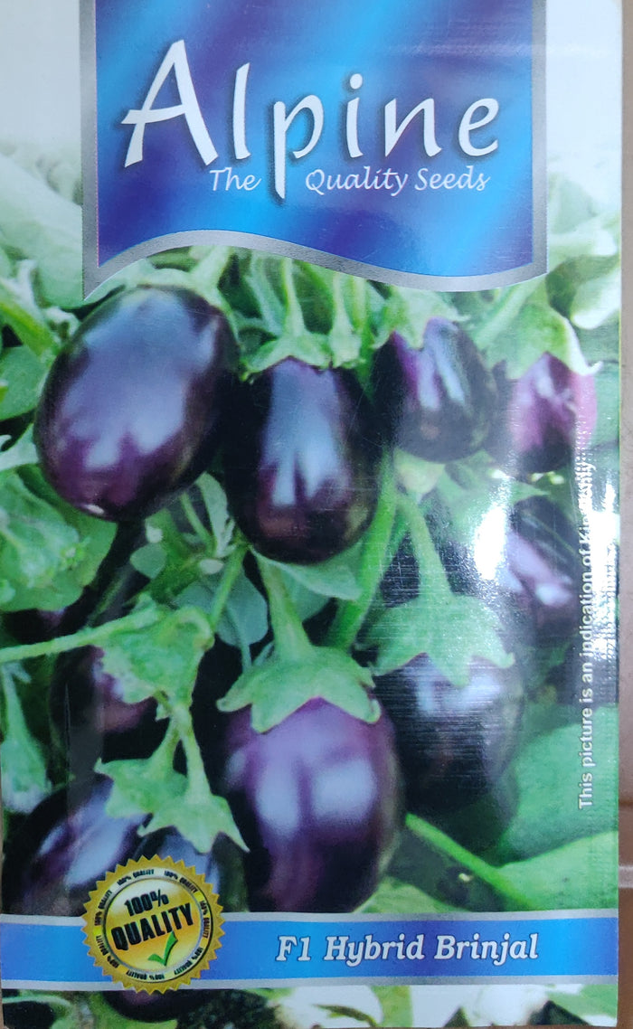 Brinjal