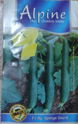 Sponge gourd ALPINE