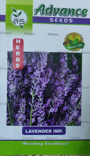 Lavender imp APEX HERBS