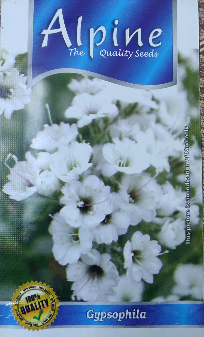 Gypsophila