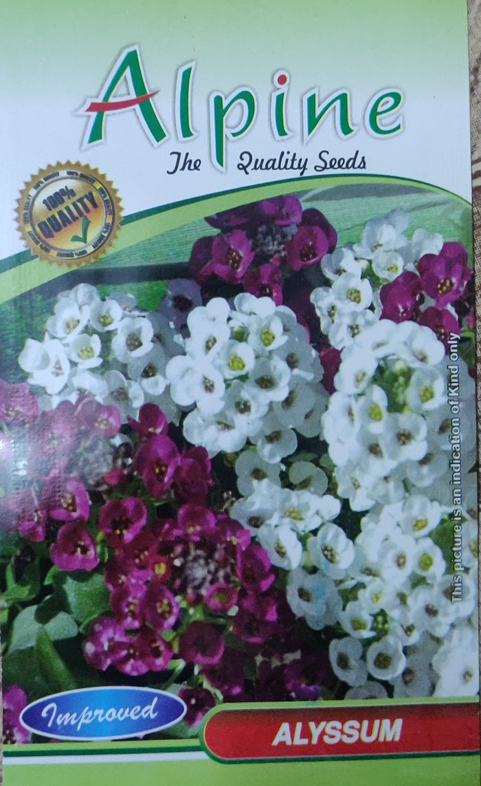 Alyssum