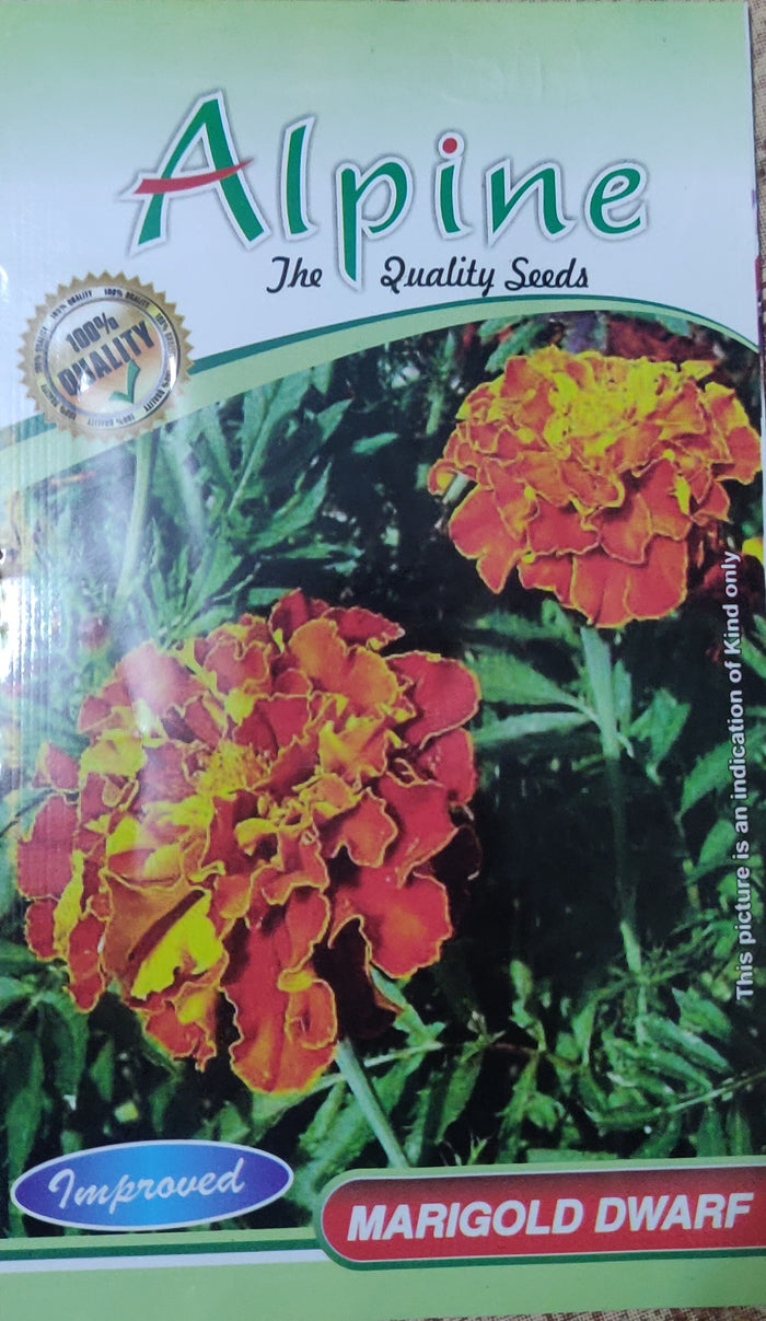Marigold Dwarf