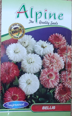 Bellis