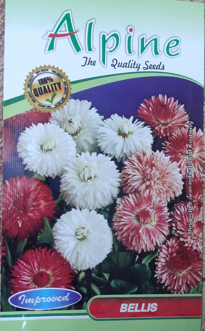 Bellis