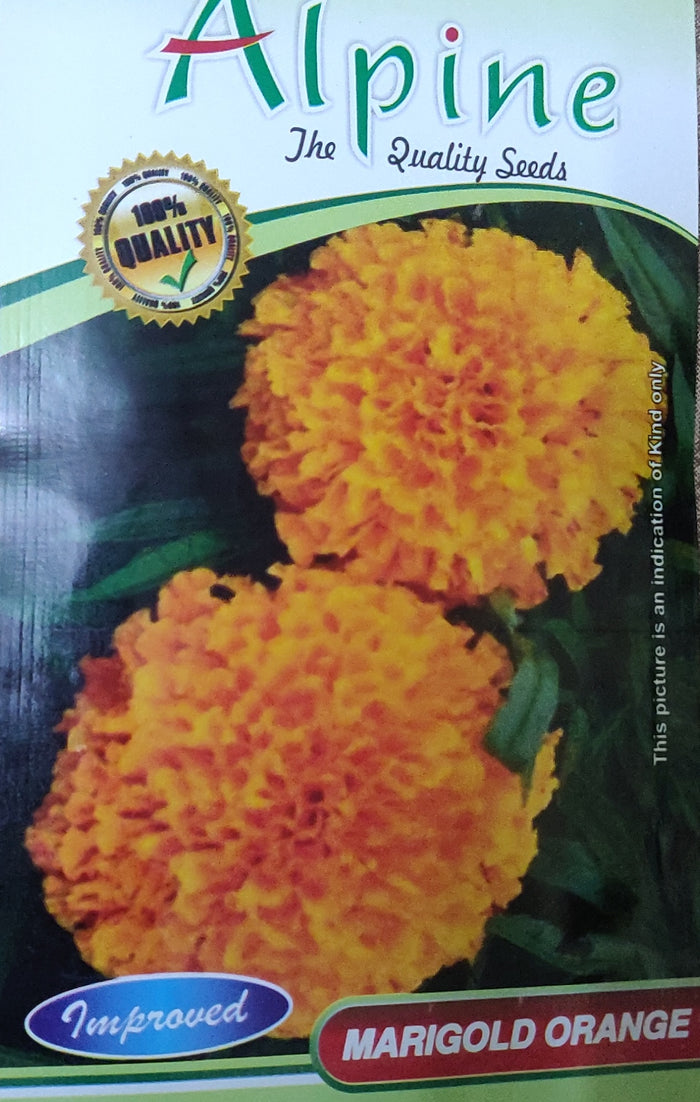 Marigold Orange