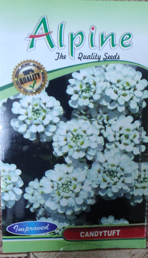 Candytuft