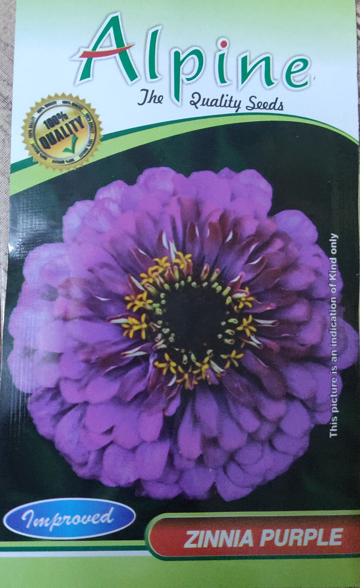 Zinnia purple. ALPINE
