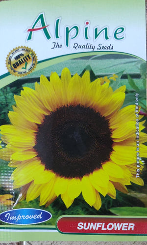 Sunflower ALPINE