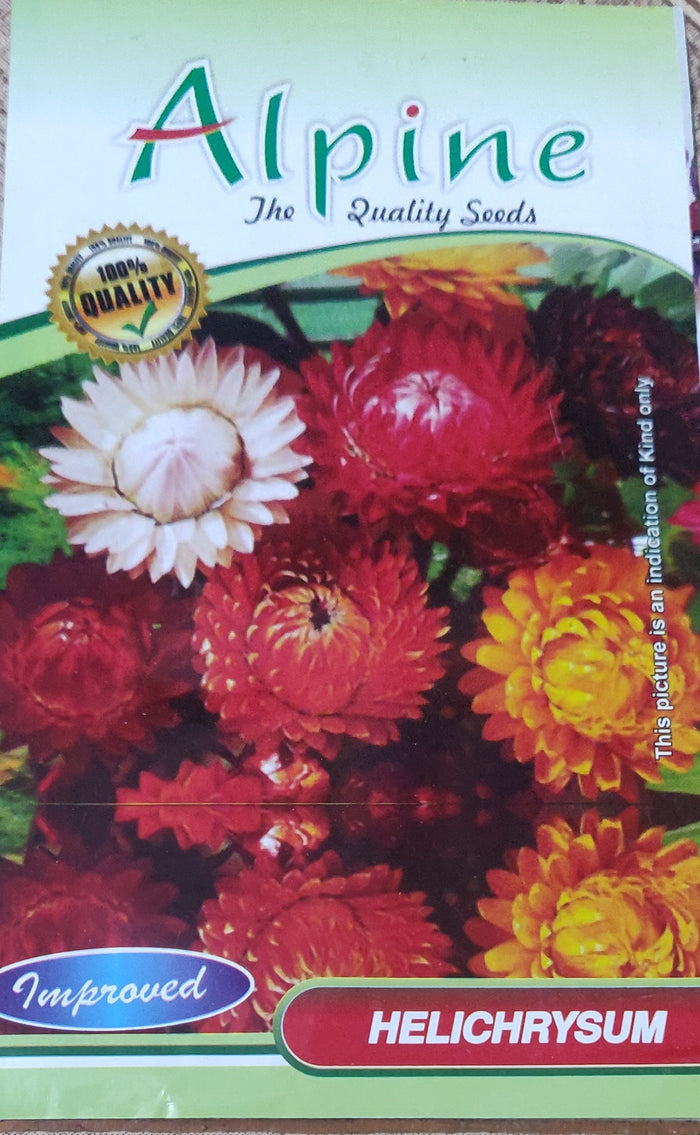 Helichrysum