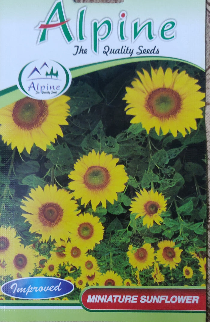 Miniature sunflower ALPINE