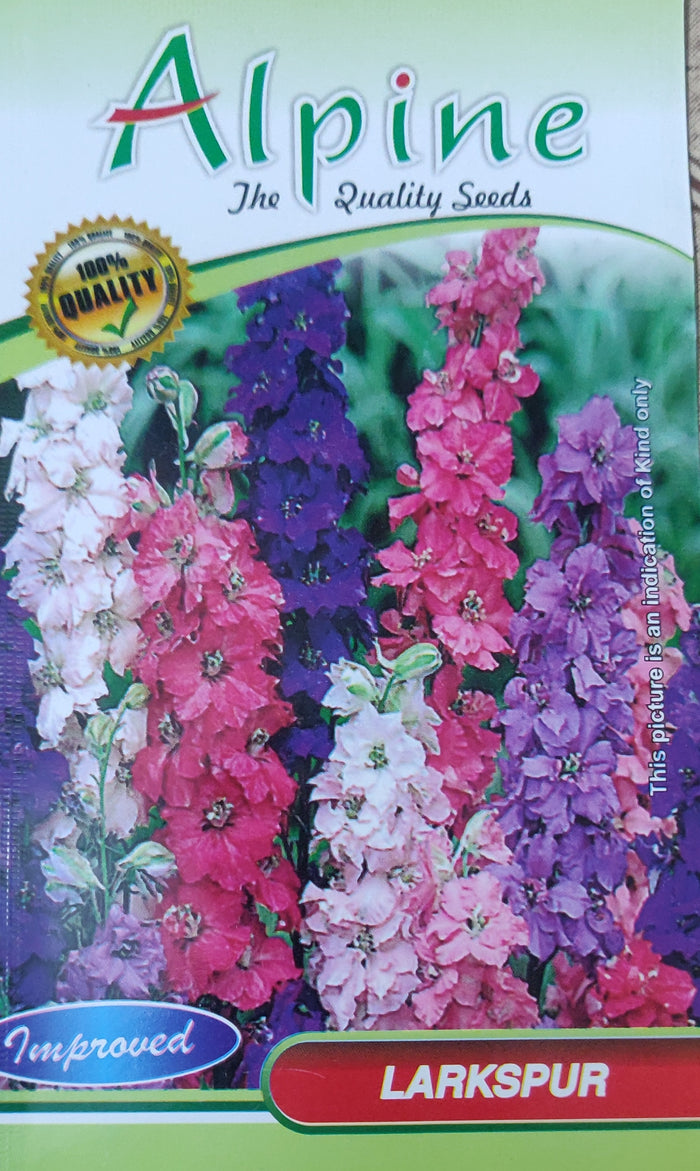 Larkspur