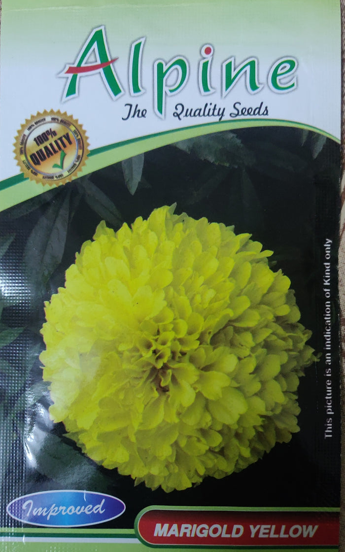 Marigold yellow ALPINE