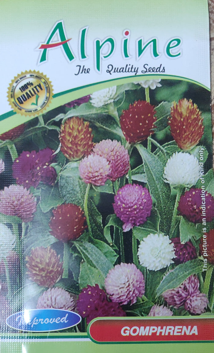 Gomphrena