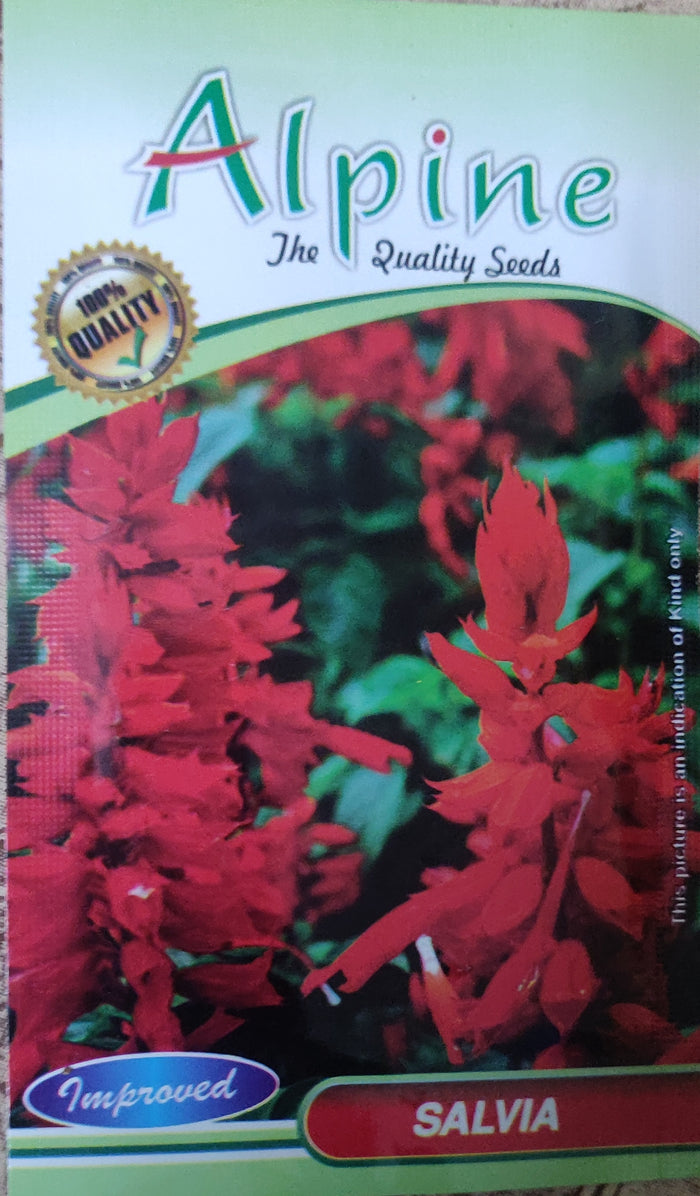 Salvia ALPINE