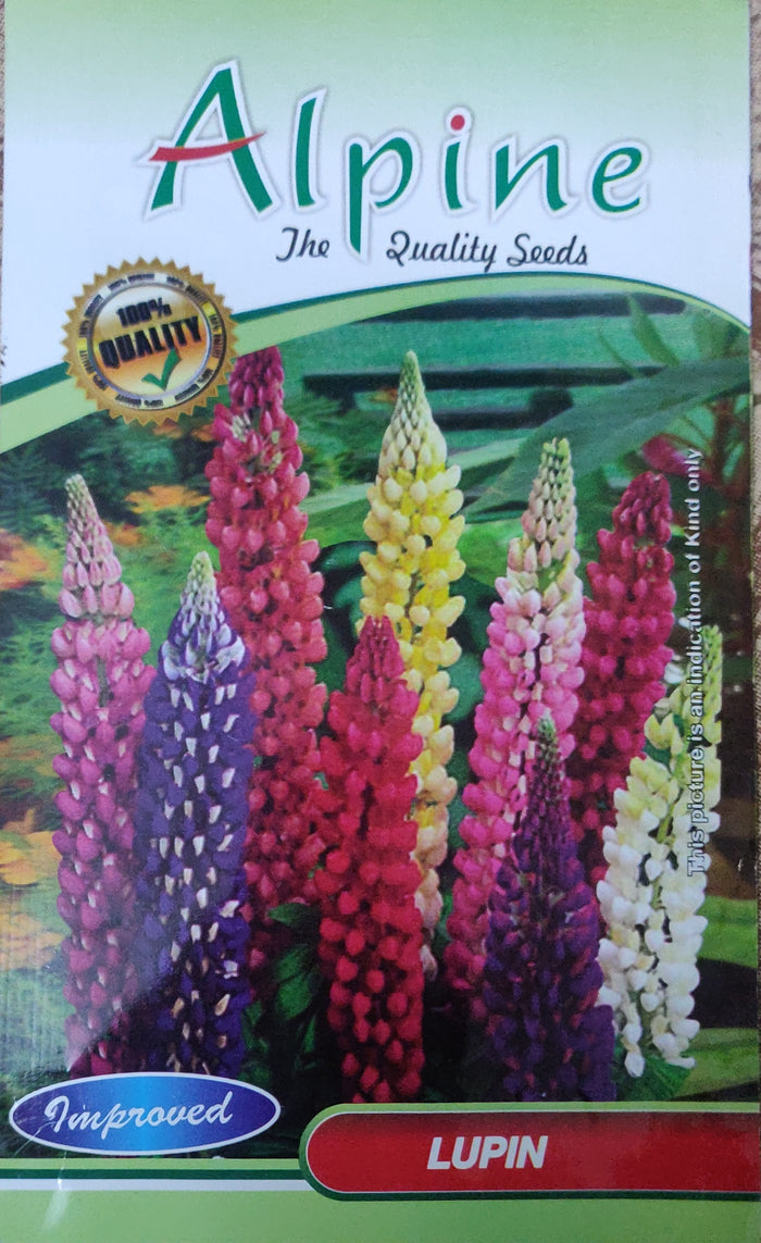 Lupin