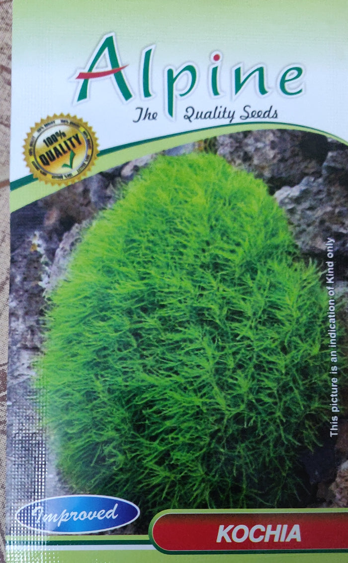 Kochia