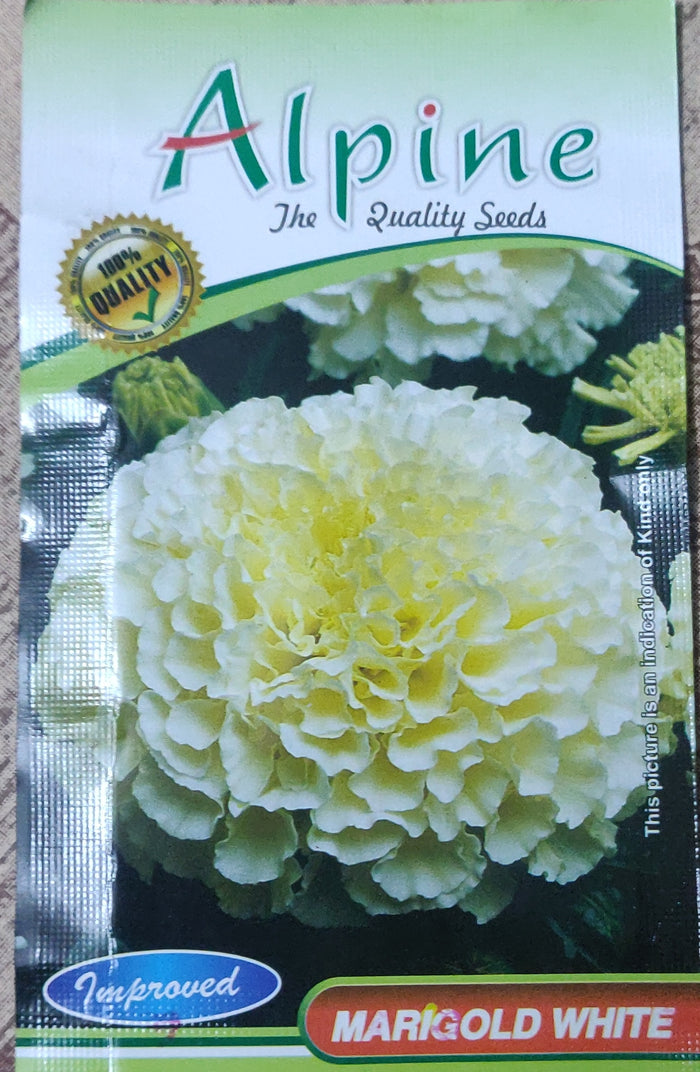 Marigold white ALPINE