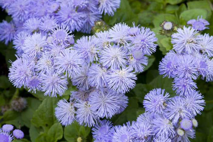 KGP- Ageratum Ball Mixed