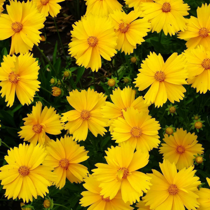 KGP - Coreopsis Mayfields Beauty