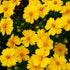 KGP - Coreopsis Mayfields Beauty