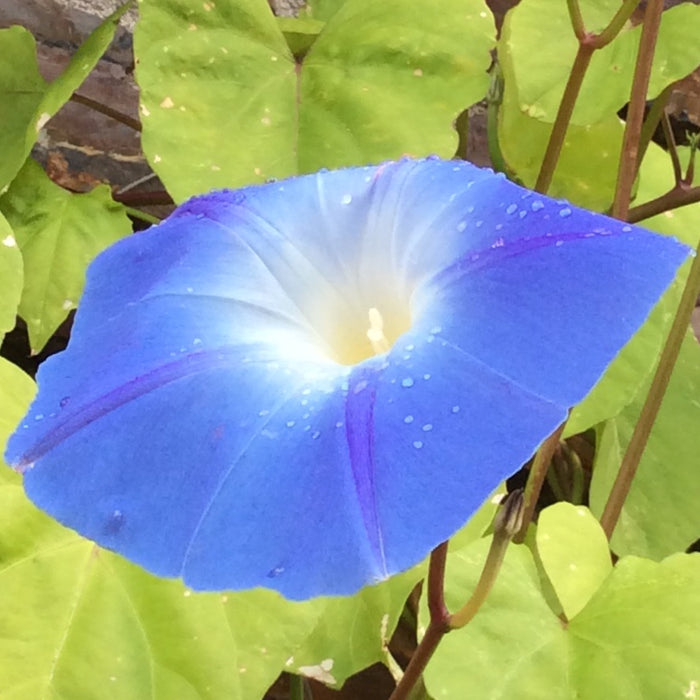 KGP- Ipomia Tricolor  ( Blue Morning Glory ) -Biocarve