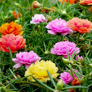 KGP- Portulaca Grandiflora Double Mix