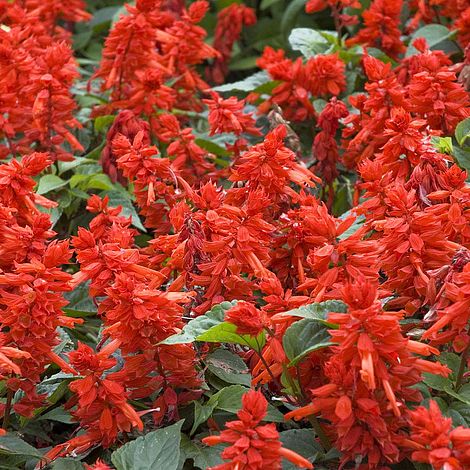 KGP- Salvia Saint Johns Fire Red Biocarve