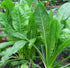 Kasini Keerai - Chicory leaves