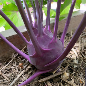 Knol Khol Purple