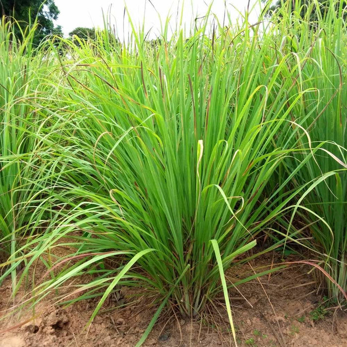 Garden Ready Herbal Plants - Lemon Grass