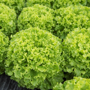 Lettuce Batavia