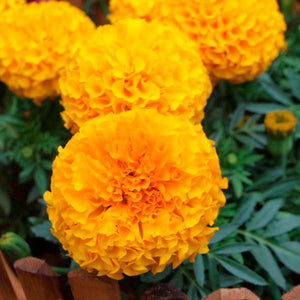 Marigold Dwarf