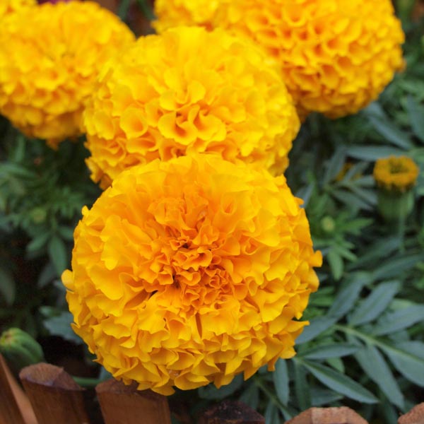 Marigold Dwarf
