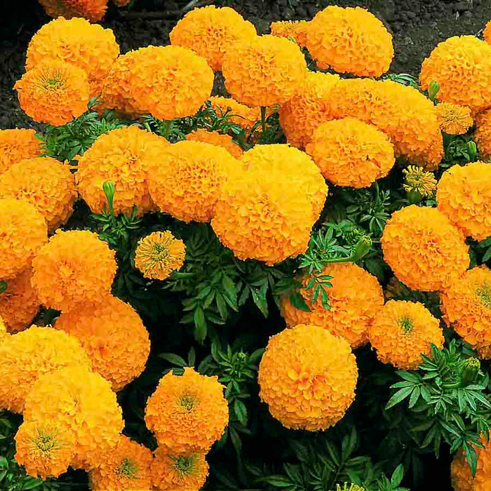 Marigold (Double)