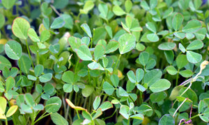 HERB - Methi