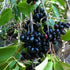 Jamun (Naval fruits -Tree saplings)
