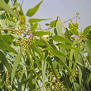 TREE SEEDS - Niligiri