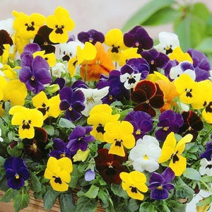 Pansy Mix
