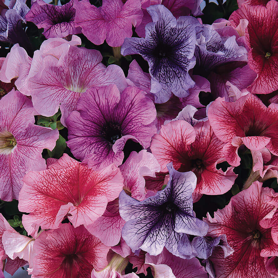 Petunia Daddy Mix 100 no