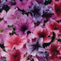 Petunia Daddy Mix 100 no
