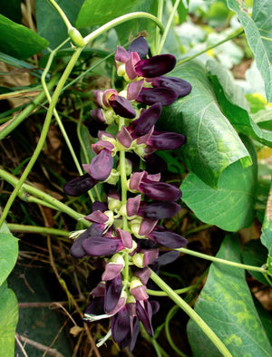 Velvet bean - Poonaikali