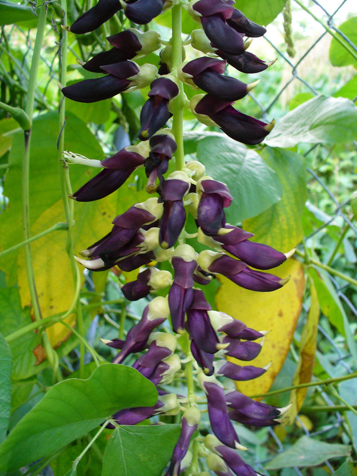 Velvet bean - Poonaikali