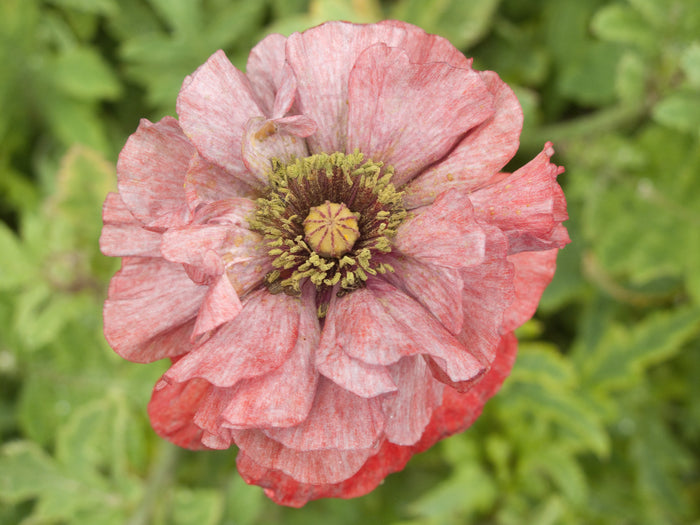 Poppy Shirley